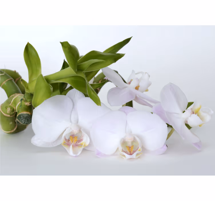 Fototapeta orchidea elegancki bukiet orchidei - TenStickers