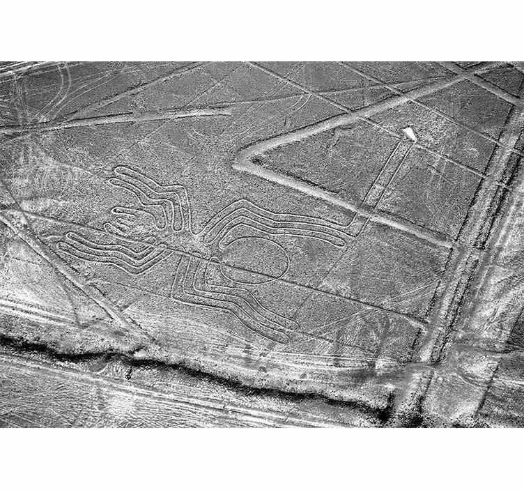 Fototapeta zwierzęta pająk z nazca - TenStickers