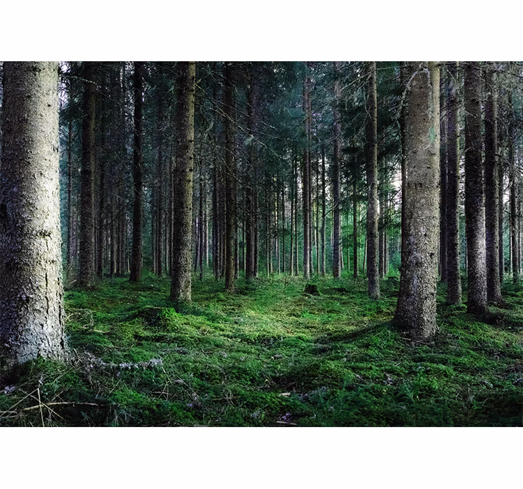 Fototapeta natura Ścieżka w bujnym lesie - TenStickers
