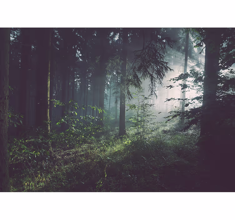 Tapetya natura krajobraz zielonego lasu - TenStickers