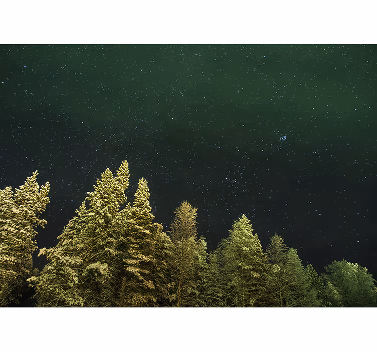 Fototapeta las gwiaździsty las sosnowy - TenStickers