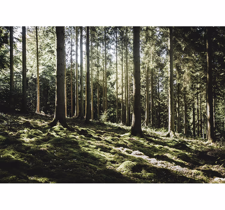 Fototapeta las scena spokojnego lasu - TenStickers