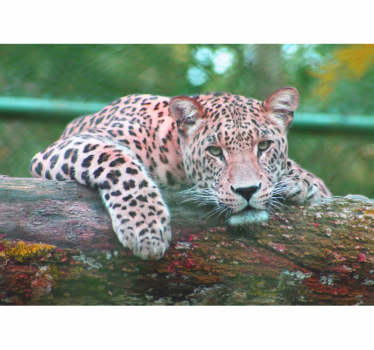 Fototapeta zwierzęta leopard odpoczywający z wdziękiem - TenStickers