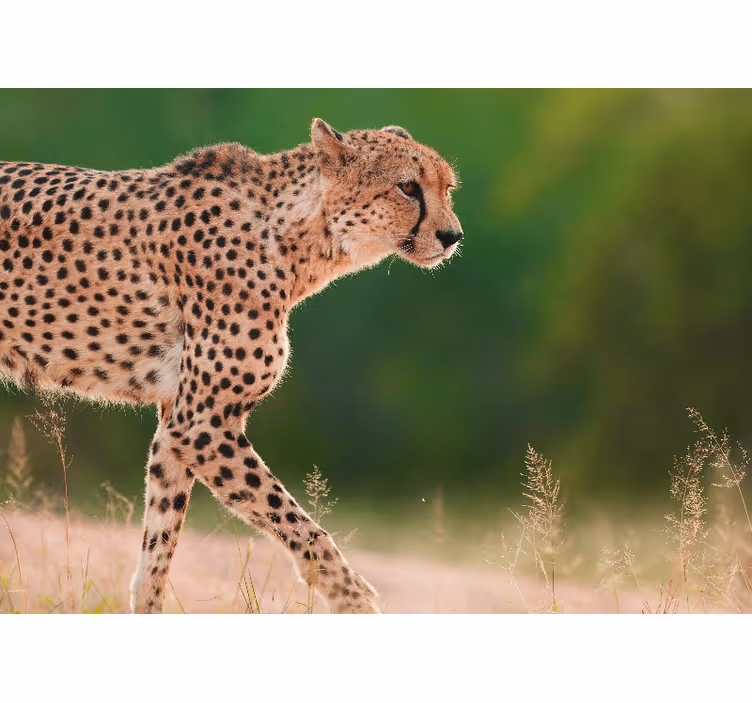 Fototapeta zwierzęta gepard w ruchu - TenStickers