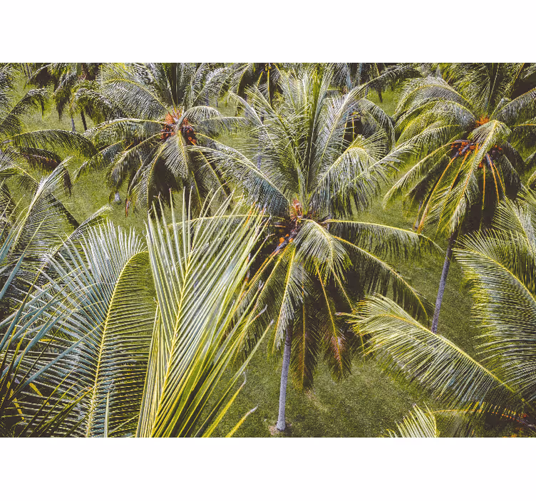 Fototapeta natura liście palmowe w bujnej zieleni - TenStickers
