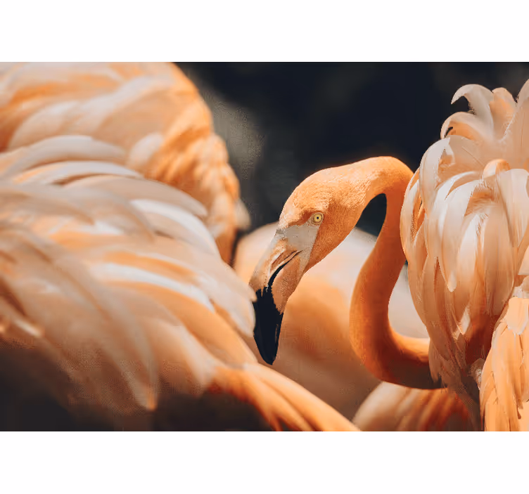 Fototapeta ze zwierzętami elegancka scena z flamingami - TenStickers