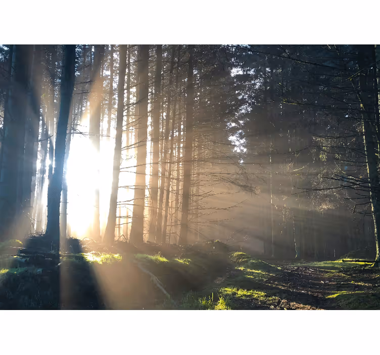 Fototapeta las Świecąca leśna Ścieżka - TenStickers