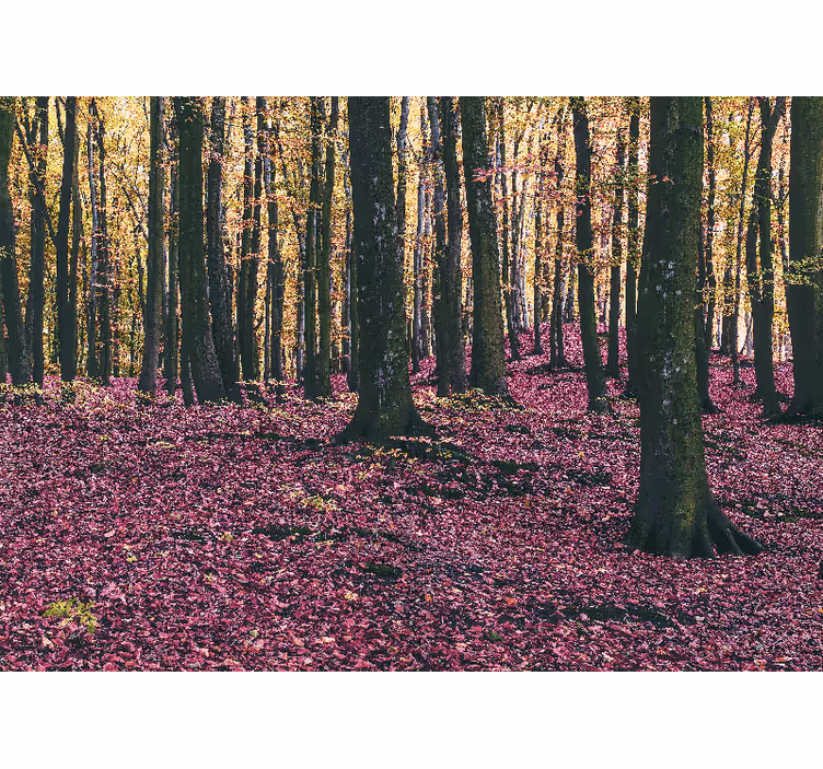Tapetya natura spokojna sceneria lasu - TenStickers