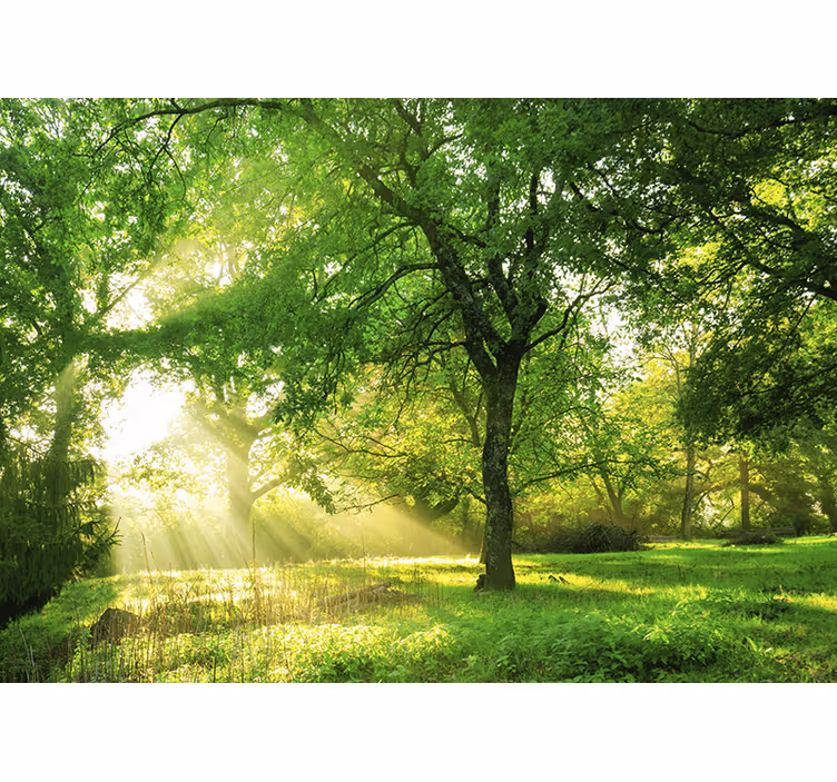 Fototapeta natura scena zieleni w słońcu - TenStickers
