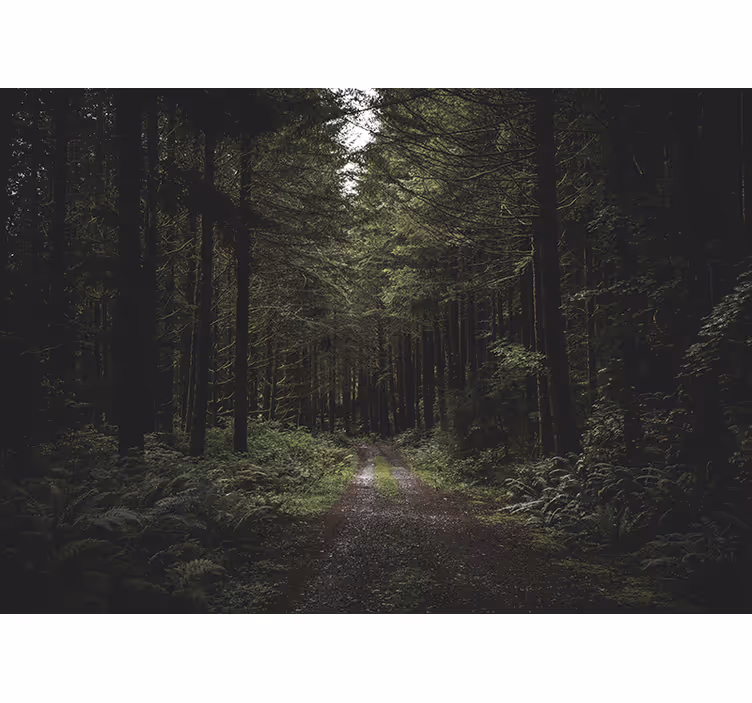 Fototapeta natura zielony leśny szlak - TenStickers