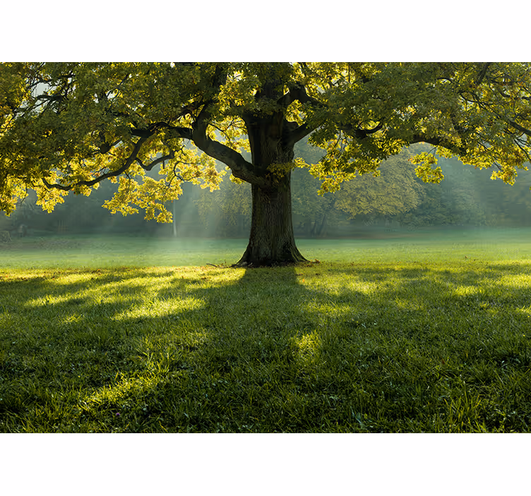 Fototapeta natura silhouette majestatycznego drzewa - TenStickers