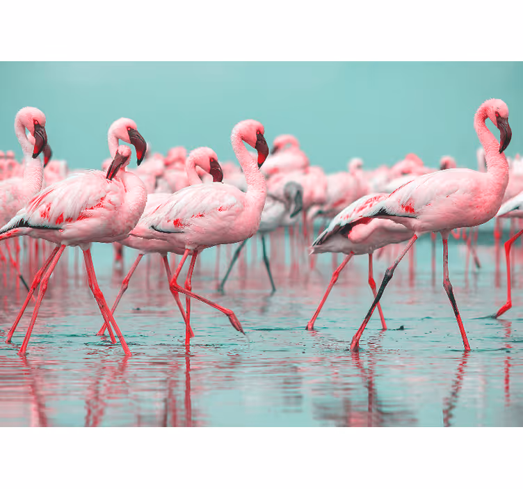 Fototapeta zwierzęta stado flamingów na spacerze - TenStickers