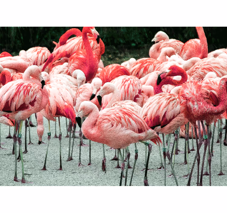 Fototapeta zwierzęta stado flamingów - TenStickers