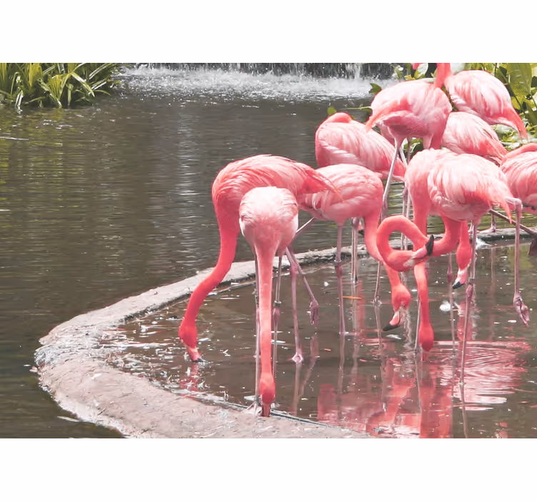 Fototapeta zwierzęta zgromadzenie flamingów - TenStickers