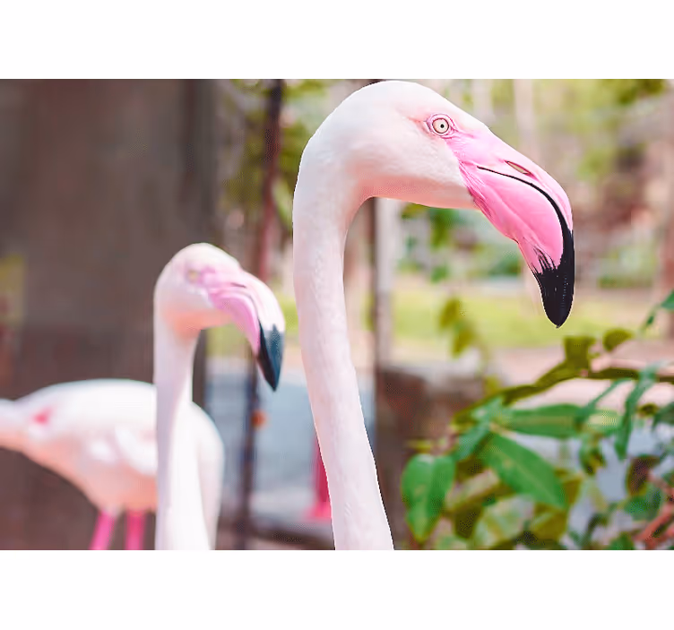 Fototapeta ze zwierzętami elegancka para flamingów - TenStickers