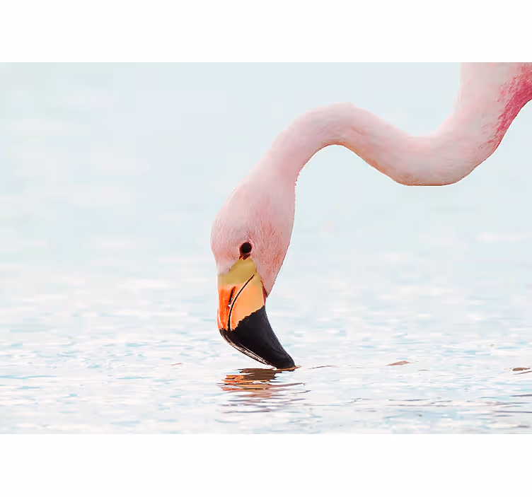 Fototapeta ze zwierzętami odbicie flamingów w wodzie - TenStickers