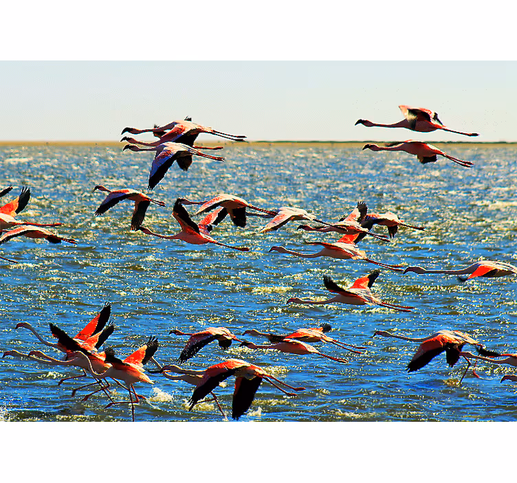 Fototapeta zwierzęta grupa latających flamingów - TenStickers