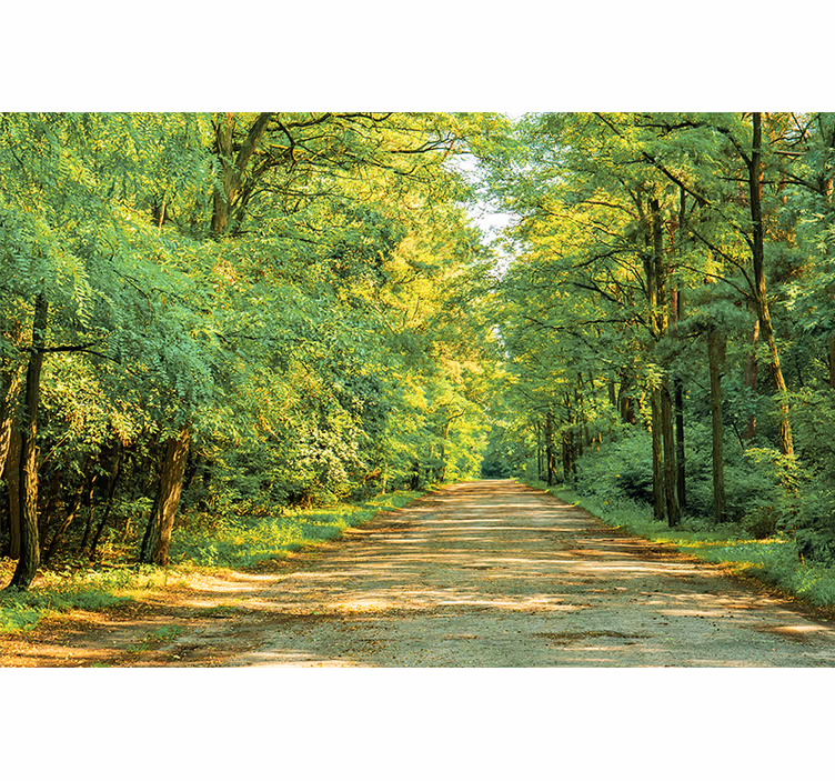 Fototapeta natura zielona Ścieżka w lesie - TenStickers