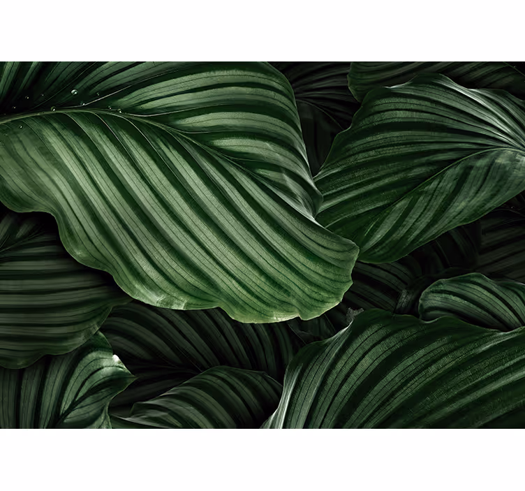 Fototapeta natura liście bujnej zieleni - TenStickers