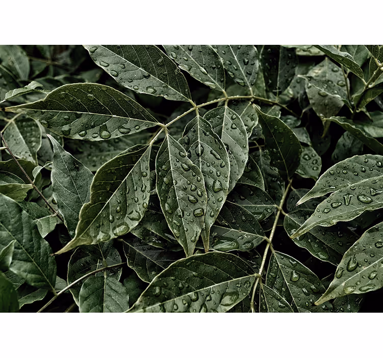 Fototapeta natura w intensywnej zieleni liści - TenStickers