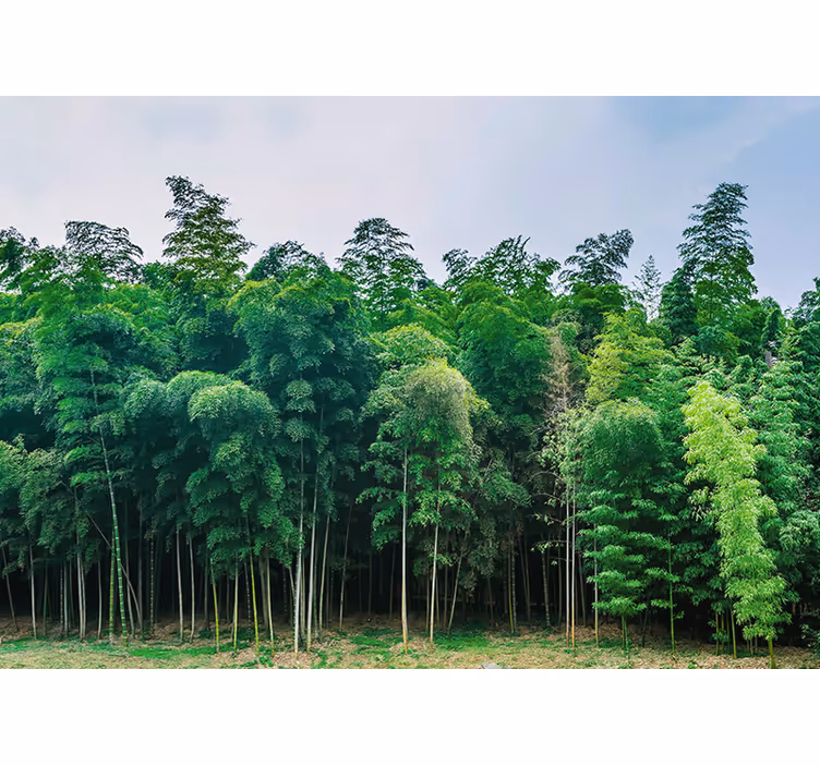 Fototapeta natura las bambusowy - TenStickers