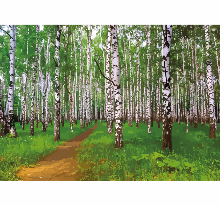 Fototapeta natura Ścieżka w lesie brzozowym - TenStickers