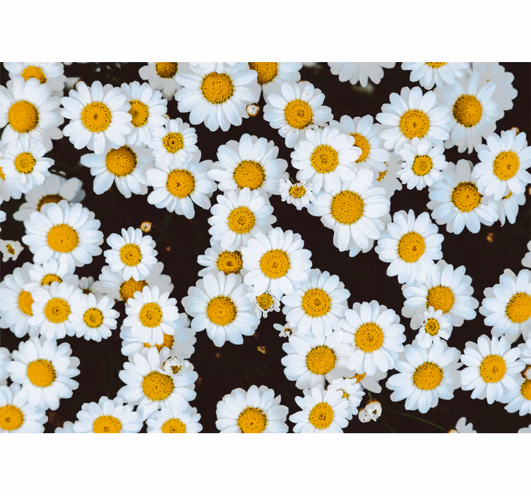 Fototapeta w kwiaty wzór kwiatów rumianku - TenStickers