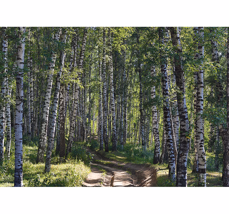 Fototapeta natura las brzozowy w spokoju - TenStickers