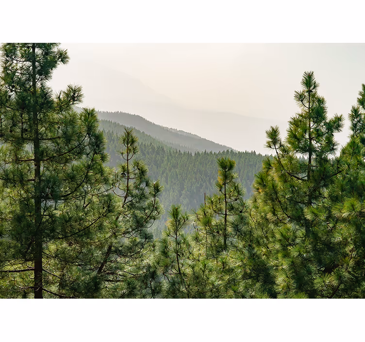 Fototapeta natura pejzaż bujnej zieleni - TenStickers