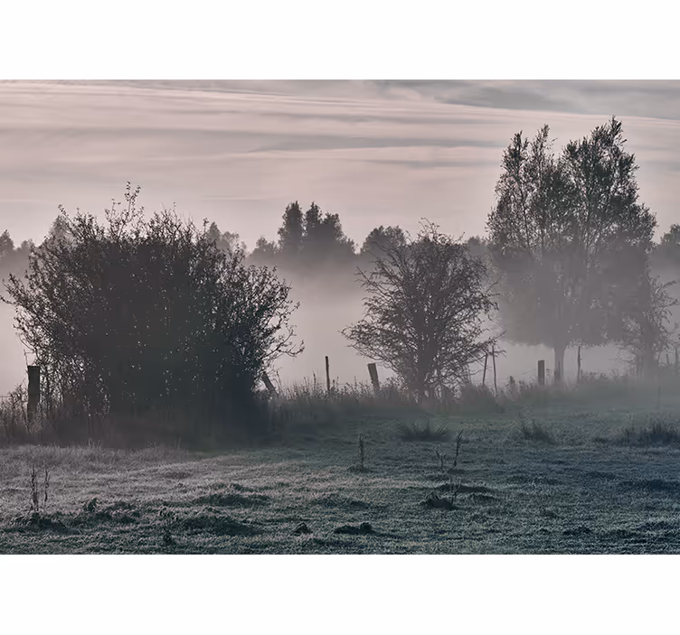 Fototapeta natura mglista leśna sceneria - TenStickers