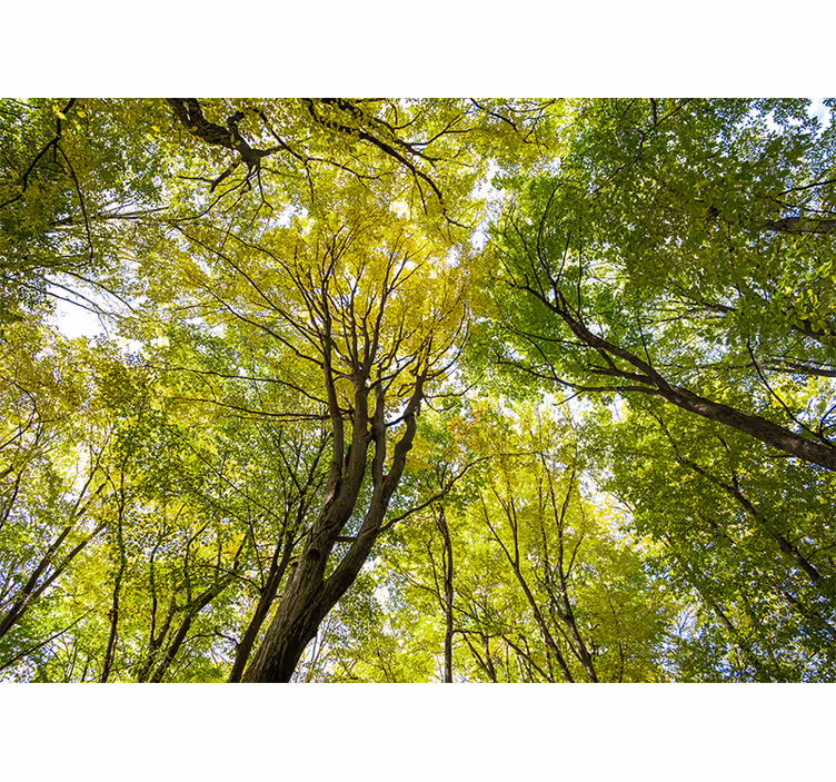 Fototapeta natura gęsty baldachim leśny - TenStickers