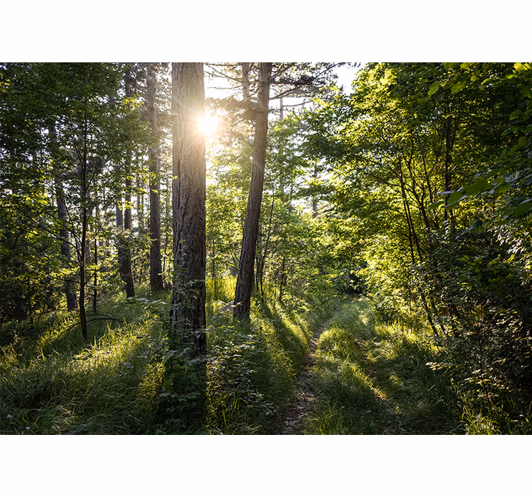 Fototapeta natura Świecąca leśna Ścieżka - TenStickers