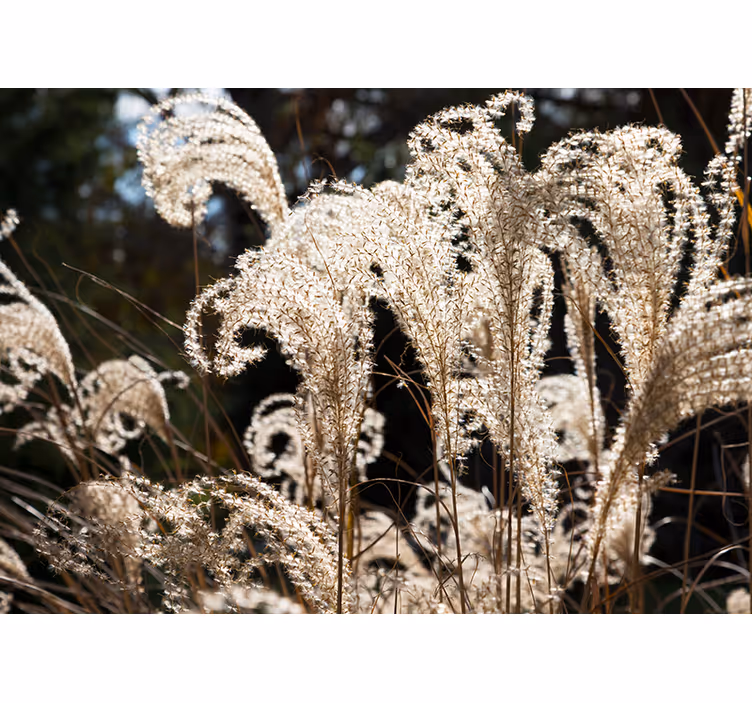 Fototapeta w kwiaty elegancka trawa pampas - TenStickers