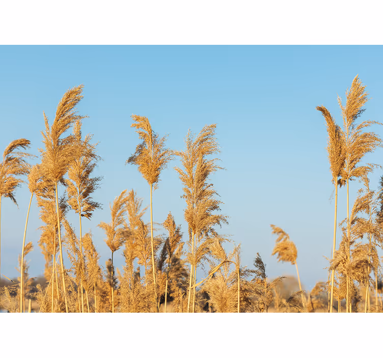 Fototapeta natura Łąki złotych traw - TenStickers