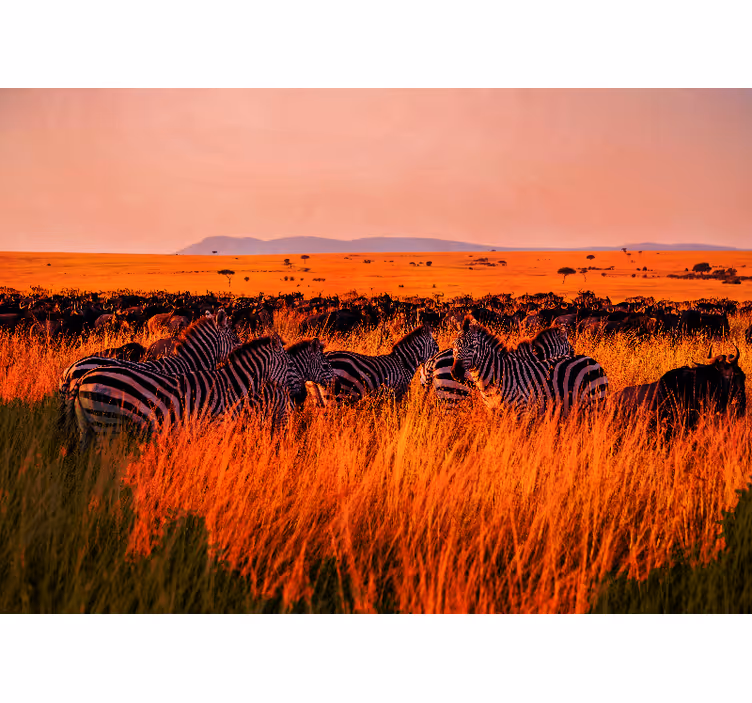 Tapetya natura zebry w serengeti - TenStickers