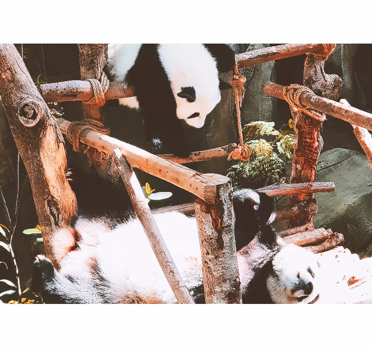 Fototapeta zwierzęta scena zabawy z pandami - TenStickers