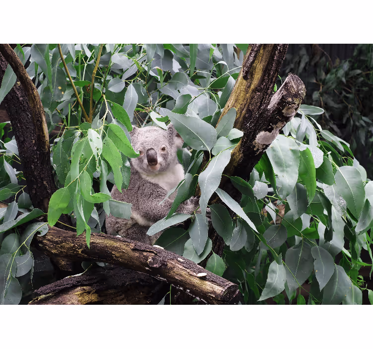 Fototapeta zwierzęta koala w liściach - TenStickers