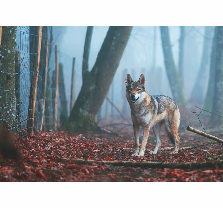 Fototapeta zwierzęta wilk w mglistym lesie - TenStickers