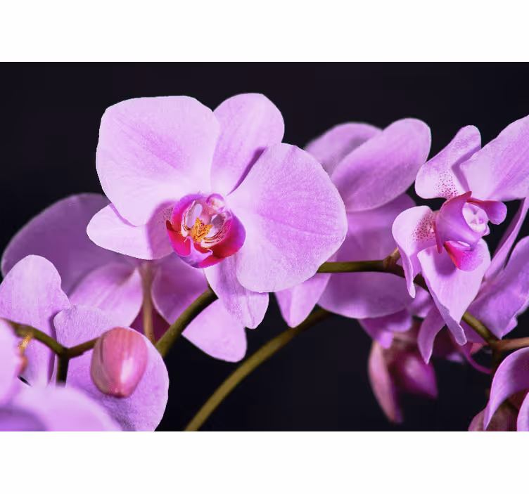 Fototapeta orchidea kwiaty orchidei w pełnym blasku - TenStickers
