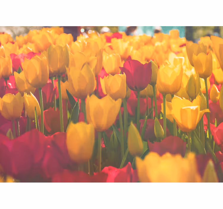 Fototapeta w kwiaty pola kwiatów tulipanów - TenStickers