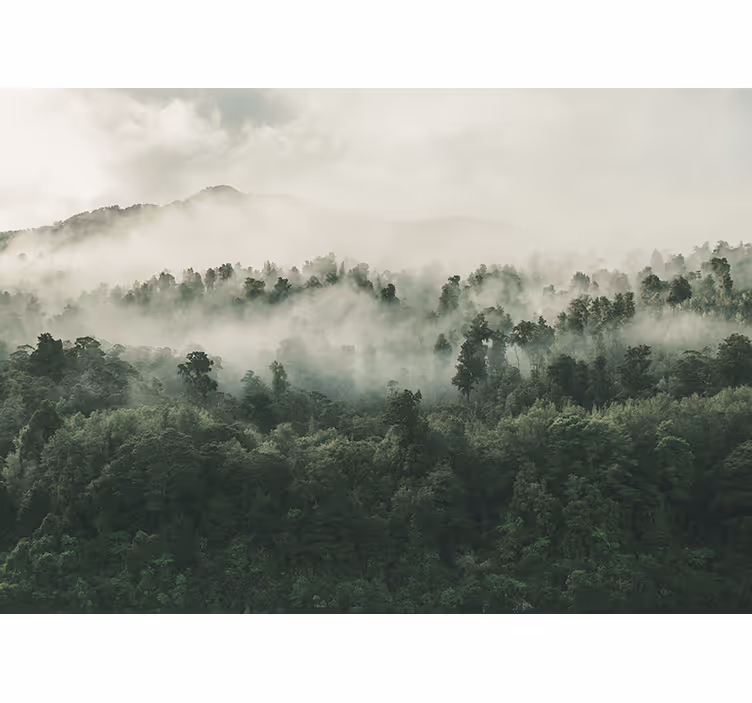 Fototapeta natura sceneria mglistych lasów - TenStickers