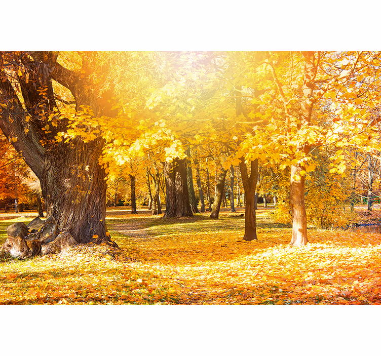 Fototapeta natura krajobraz z jesiennymi drzewami - TenStickers