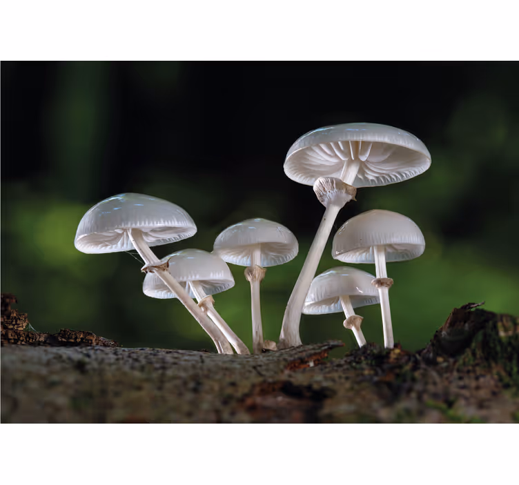 Fototapeta natura wzrost grzybów w skupisku - TenStickers
