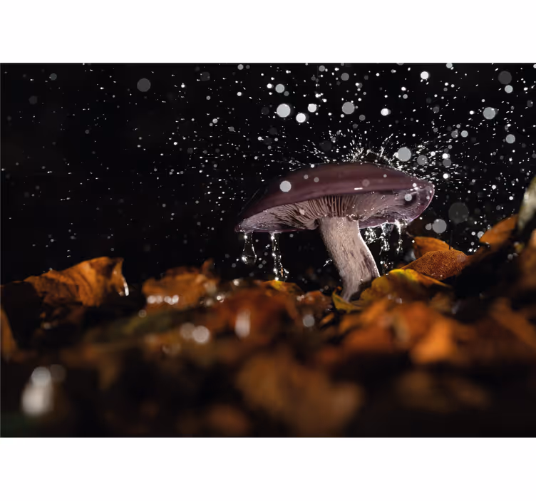 Fototapeta natura wodny splash grzyba - TenStickers