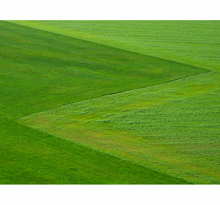 Fototapeta natura czyste zielone pola - TenStickers