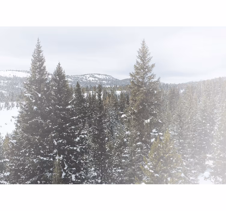 Fototapeta natura zimowy krajobraz iglasty - TenStickers