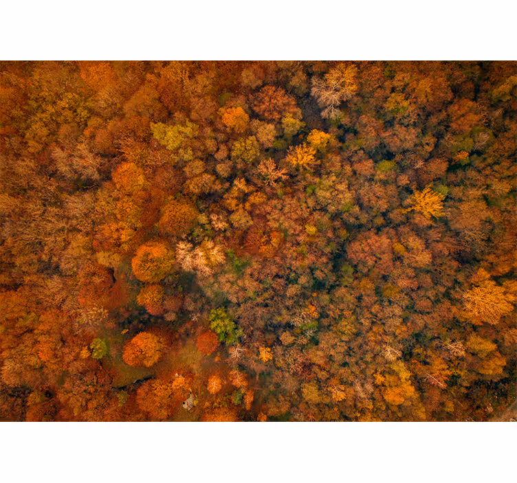 Fototapeta natura widok jesiennego baldachimu - TenStickers