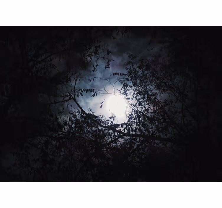 Fototapeta natura gałęzie w blasku księżyca - TenStickers