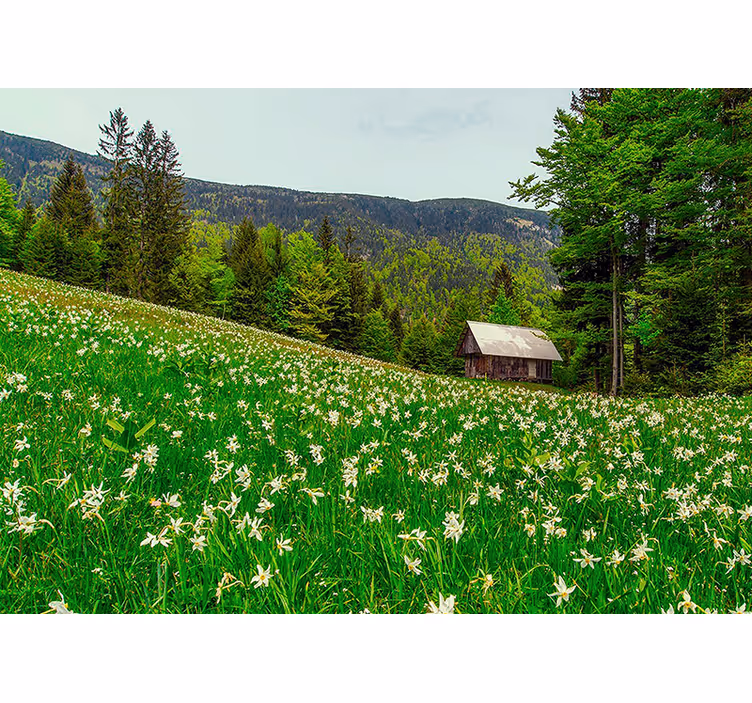 Fototapeta natura spokojny krajobraz wiejski - TenStickers
