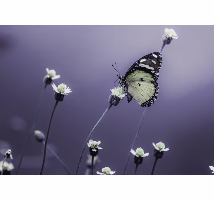 Fototapeta w kwiaty motyl na kwiatach - TenStickers